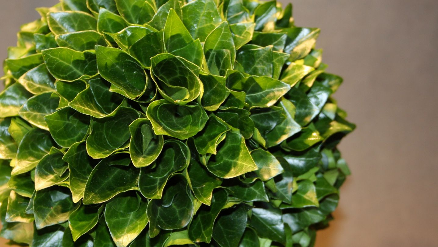 Leaves Hedera